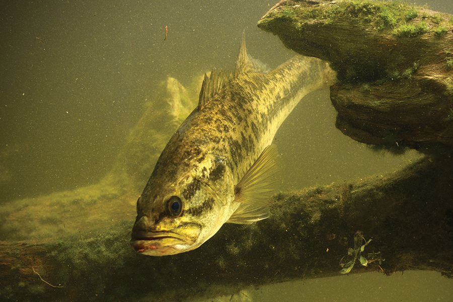 largemouth bass